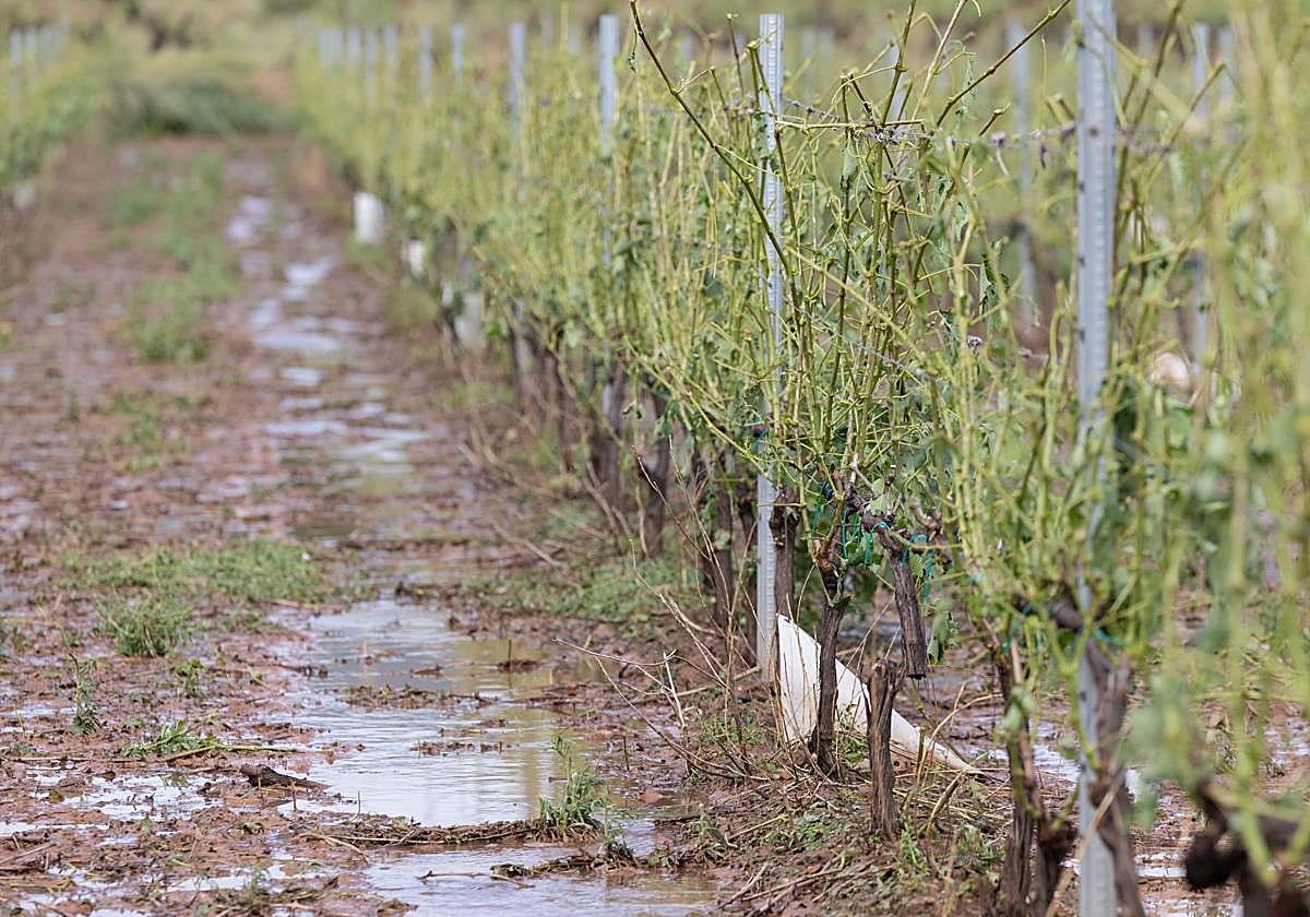 Consecuencia de las tormenta caída en Navarrete hace unos días.