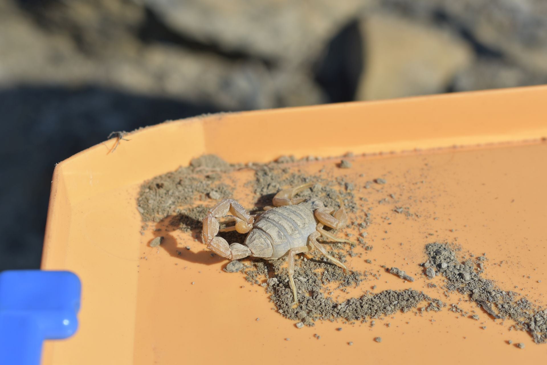 Imágenes de la excavación de Las Cerradas de Igea