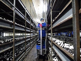 Cultivo de champiñón en la empresa Herchamp de Autol.