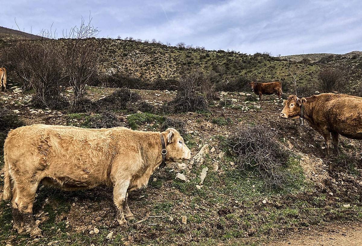 Un grupo de vacas pastan en la sierra riojana, en una imagen de archivo.