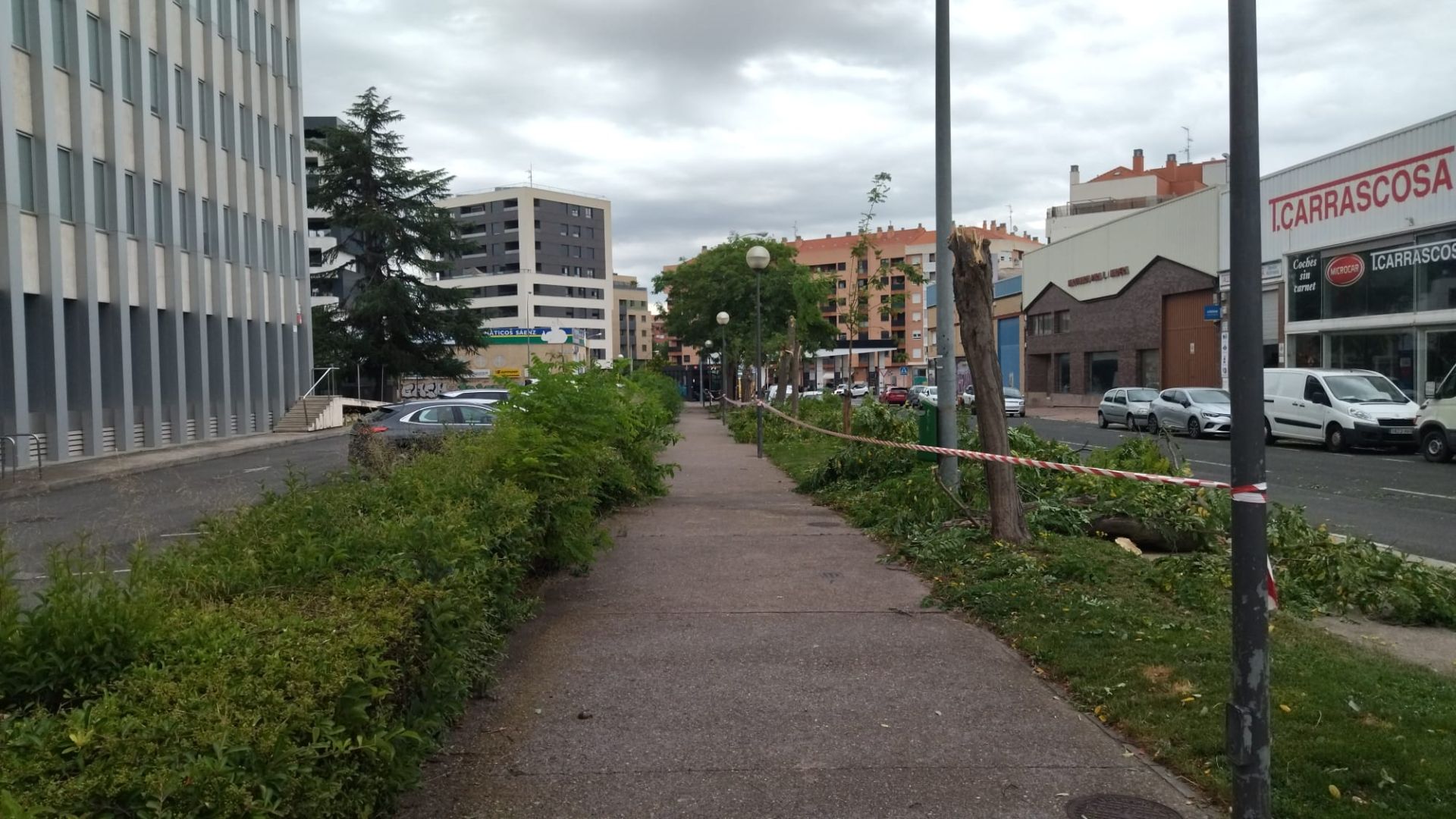 La calle tuvo que ser cortada en la calle Álamo y Ceballos, en Cascajos, por la caída de un árbol.