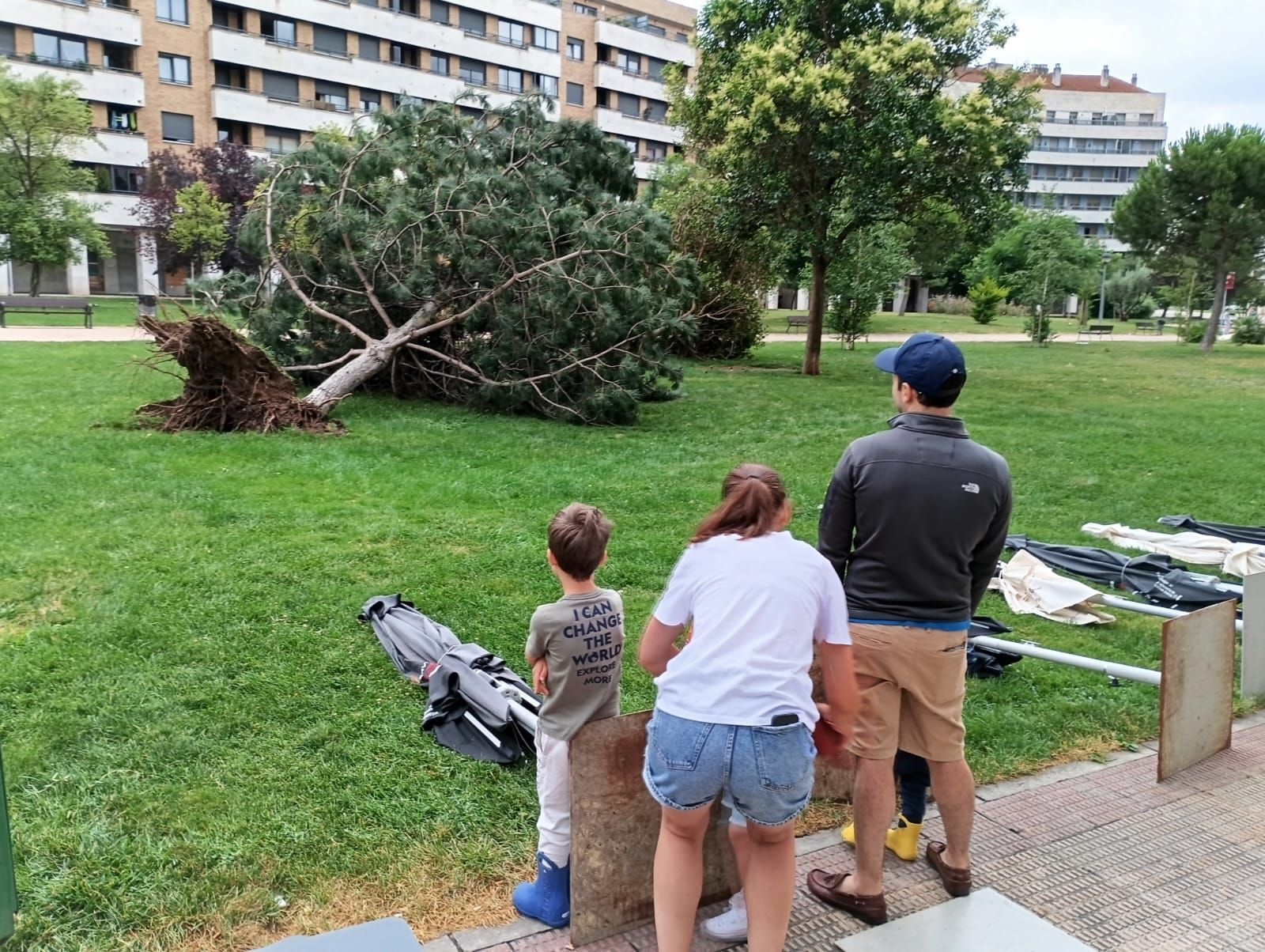 Varios vecinos miran un árbol arrancado en Los Lirios