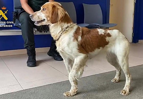 La Guardia Civil rescata de un perro atrapado en una balsa de riego en El Villar de Arnedo