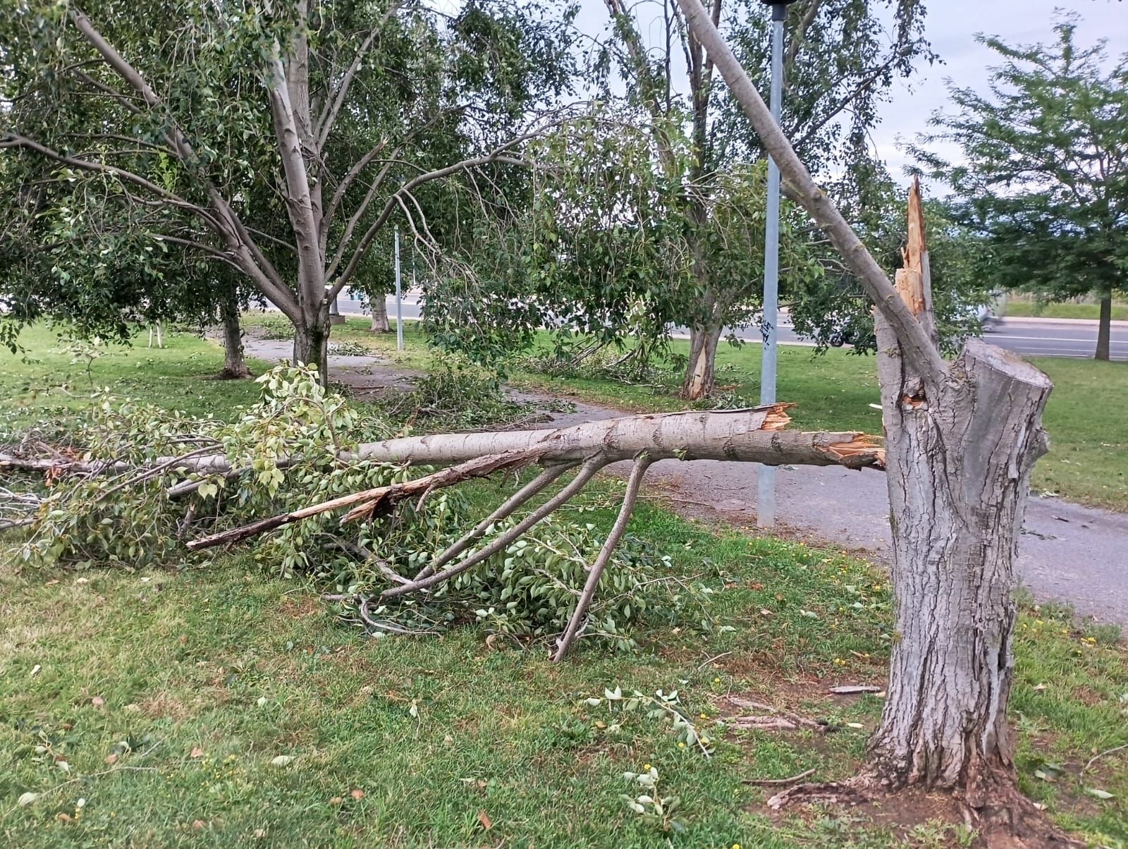 Bastantes daños en la masa arbórea de Varea, que tuvo que cerrar algunas calles