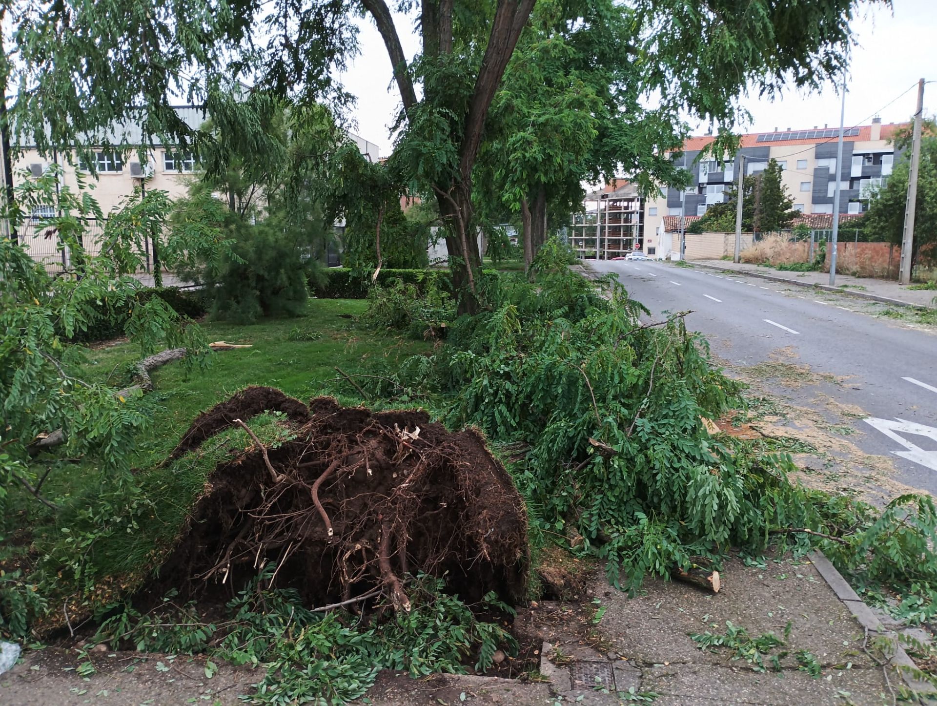 Bastantes daños en la masa arbórea de Varea, que tuvo que cerrar algunas calles
