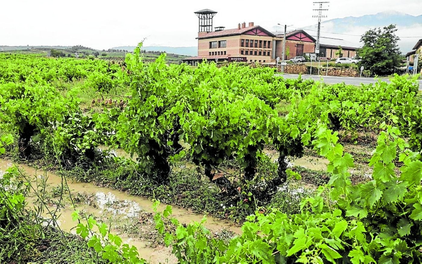Viñas inundadas en Villabuena de Álava.