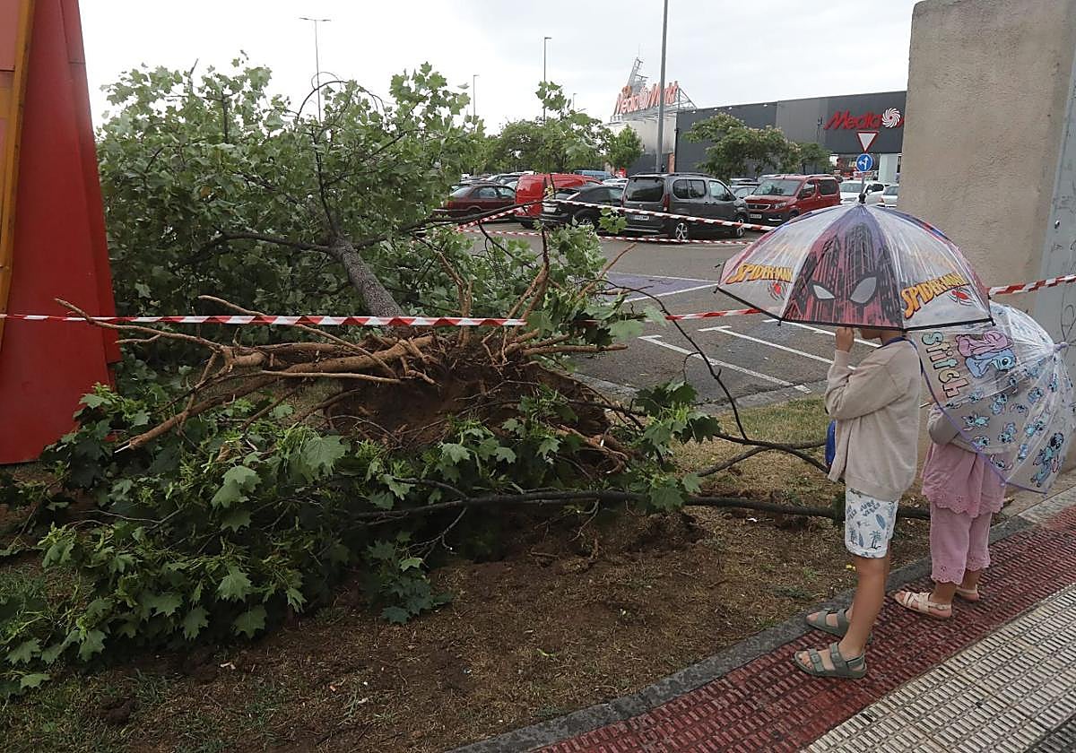 La tormenta del viernes dejó decenas de árboles destrozados en Logroño.