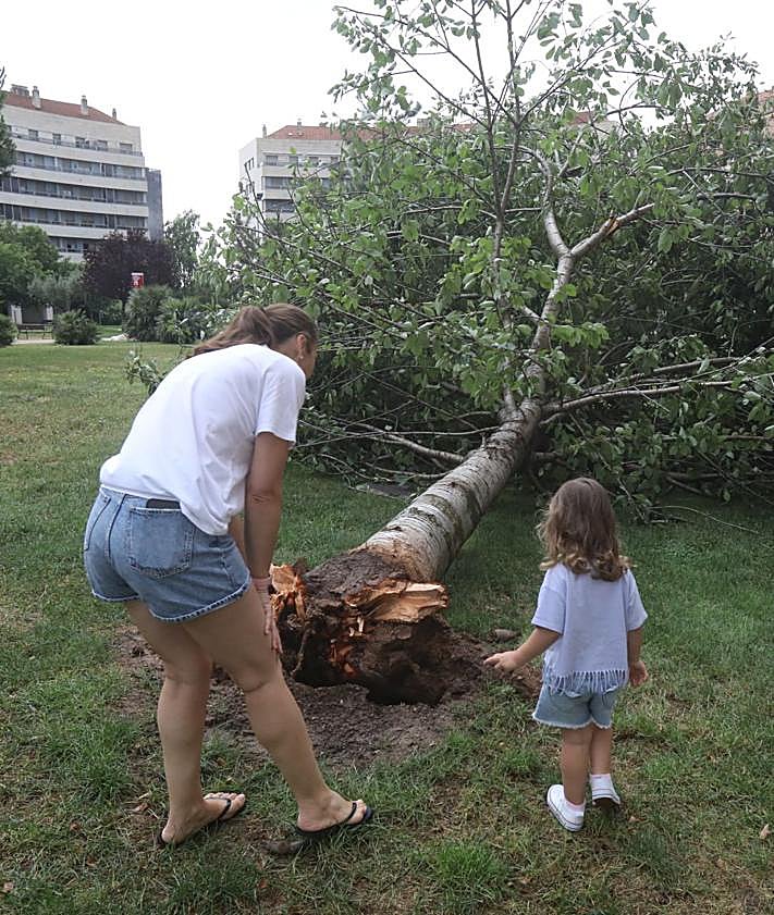 Imagen secundaria 2 - Árboles caídos en Cascajos, Varea y Los Lirios.