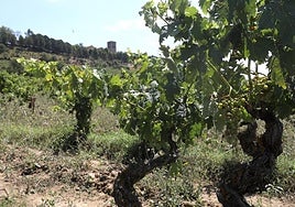 Viñedo de Laguardia, con el agua ya absorbida a primera vista por el suelo pero con racimos tocados por el pedrisco del viernes.
