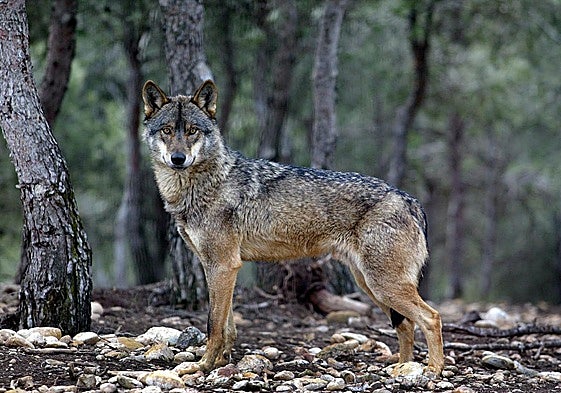 Lobo ibérico en tierras navarras.