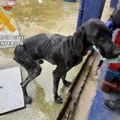 Investigados dos hombres en Lodosa por maltratar a 24 perros