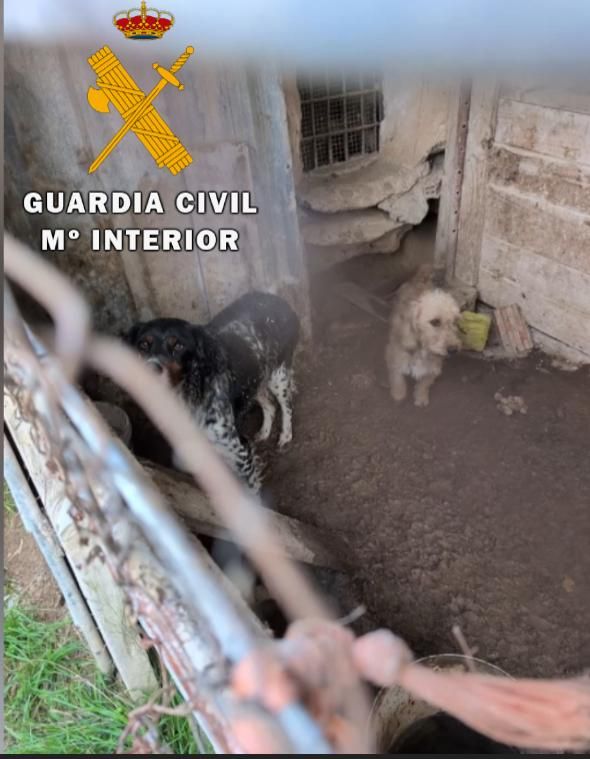 En estas condiciones estaban los perros rescatados en Lodosa