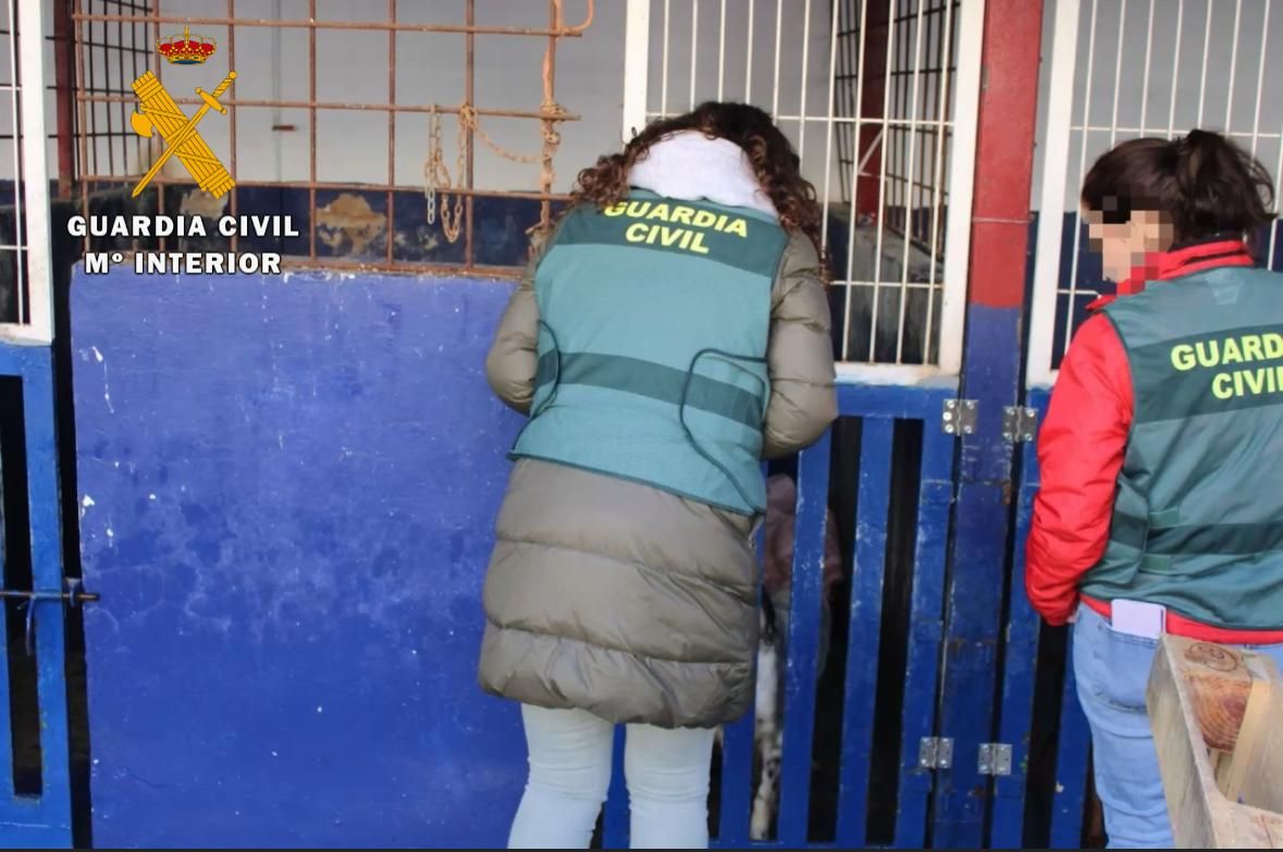 En estas condiciones estaban los perros rescatados en Lodosa