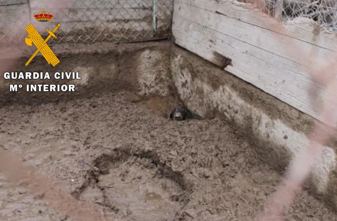 En estas condiciones estaban los perros rescatados en Lodosa