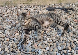 Mara, una gata joven que necesita una familia