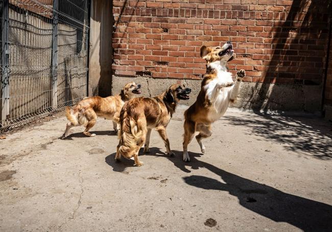 Tres de los perros decomisados juegan con una pelota.