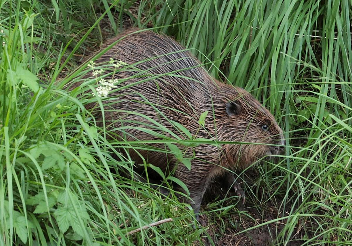 Imagen principal - Castores captados en el río Iregua, en Torrecilla en Cameros.