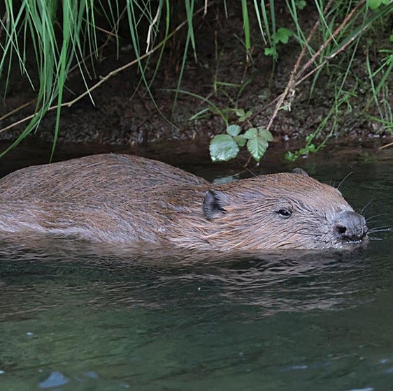 El castor, una especie invasora que no lo es