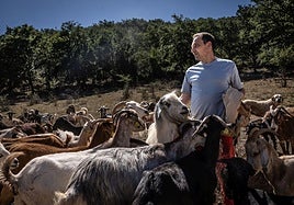 Mario López alimenta a sus cabras, entre ellas, en primer término, el cabrón Felipe.