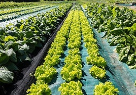 La nueva PAC dejaría 40 millones de euros menos para los agricultores y ganaderos riojanos entre 2028 y 2034