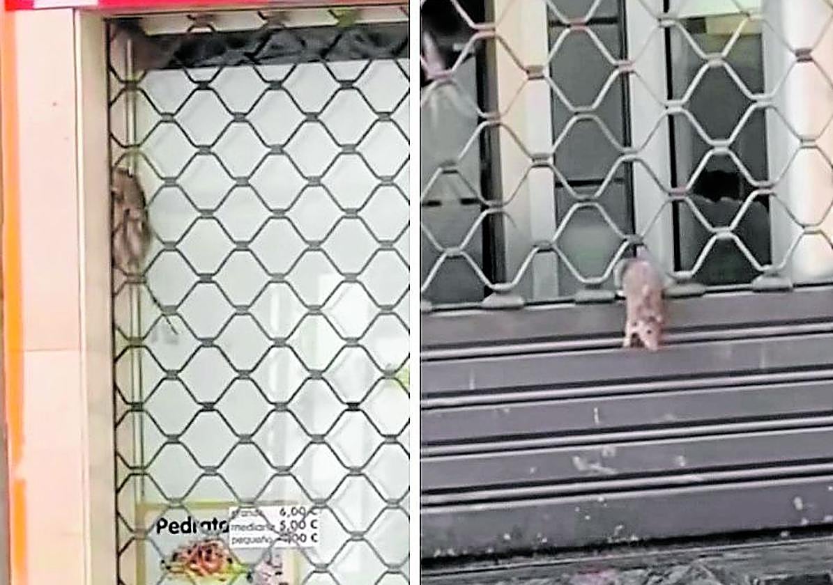 Propuesta de un centro musical griego, agradecimiento a un barrendero y otros asuntos en el Teléfono del Lector