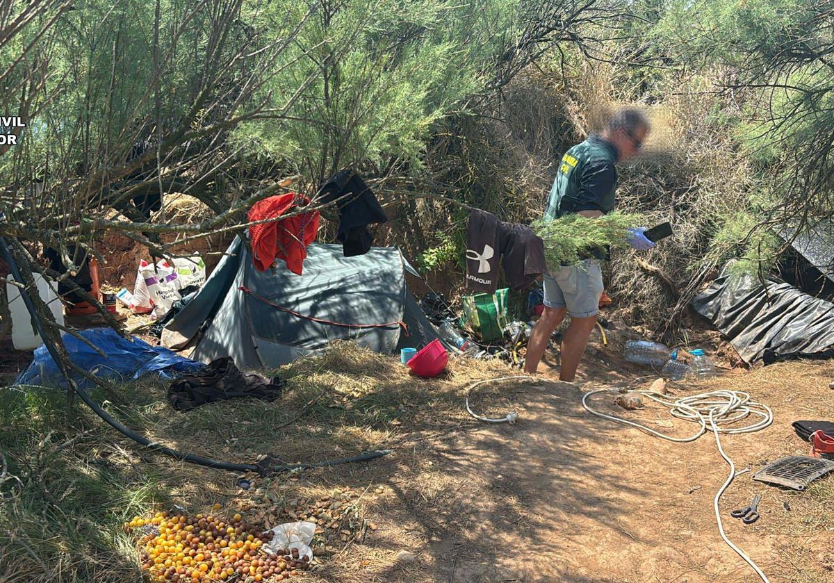 Imagen secundaria 1 - Localizan una plantación de marihuana camuflada entre los pinos