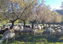 Rebaño pastando debajo de unos almendros.