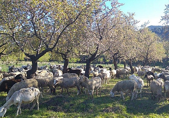 Rebaño pastando debajo de unos almendros.