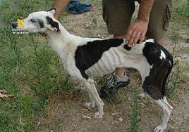 Un perro muerto y ocho deshidratados, sin comida ni agua, rodeados de heces y suciedad en Calahorra