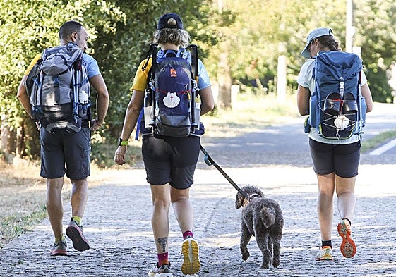La perra Daia realiza el Camino de Santiago junto a sus dueños durante el presente verano de 2025.