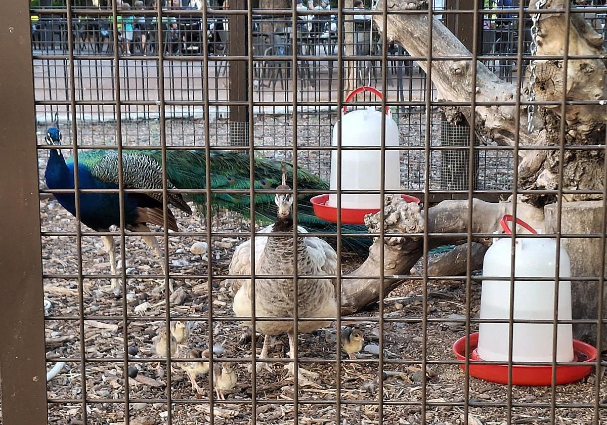 Los pavos reales del parque del Carmen, dentro de su aviario, junto a sus cinco polluelos.
