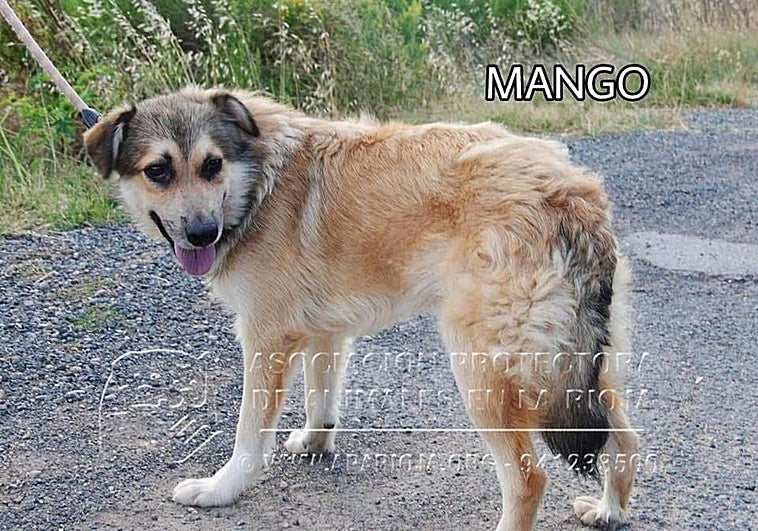 Mango quiere un hogar
