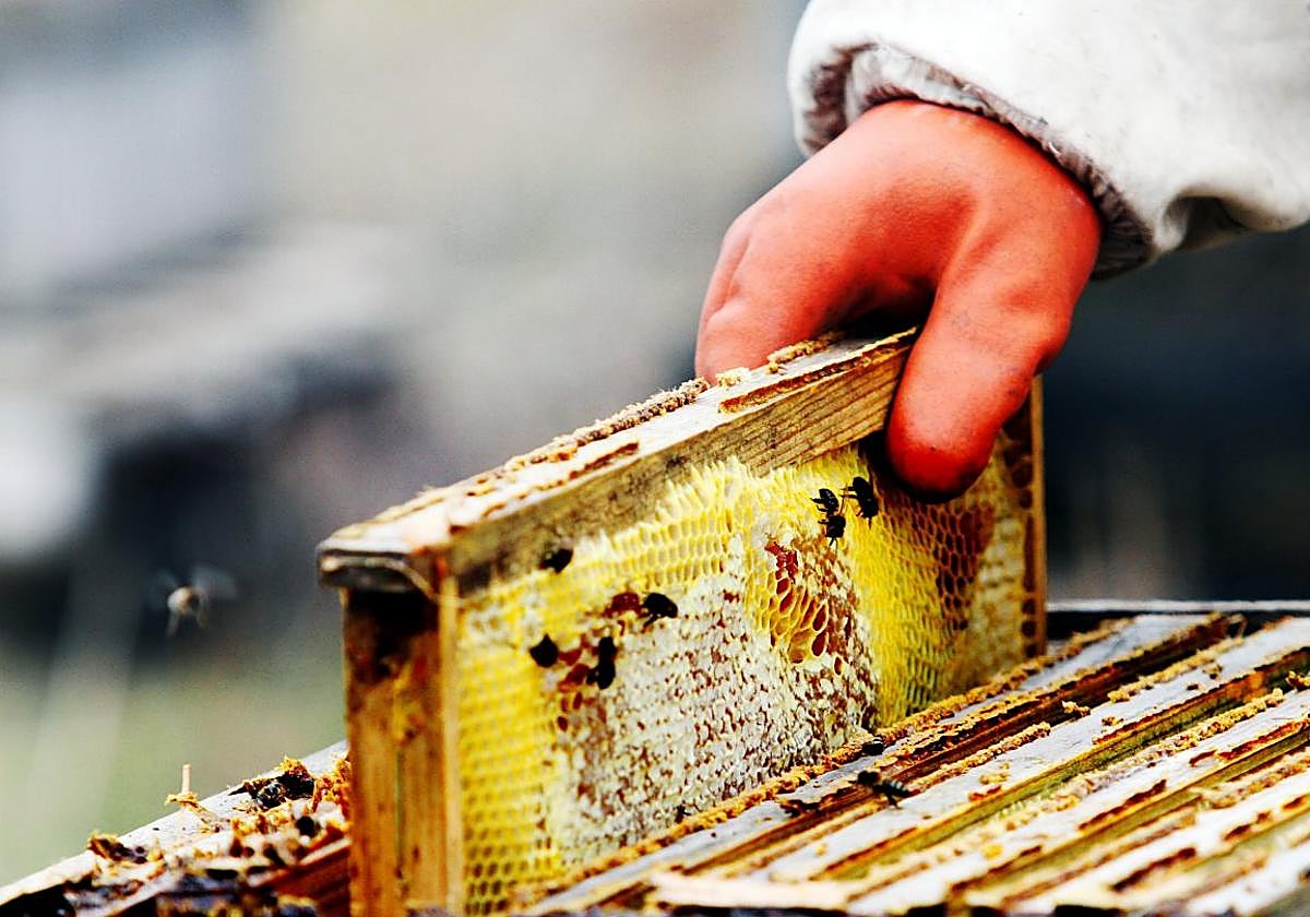 Un panal de miel.