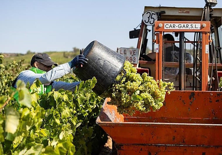 Vendimia de uva blanca el año pasado que, pese a la alta demanda, tampoco llego a compensar el coste de producirla.