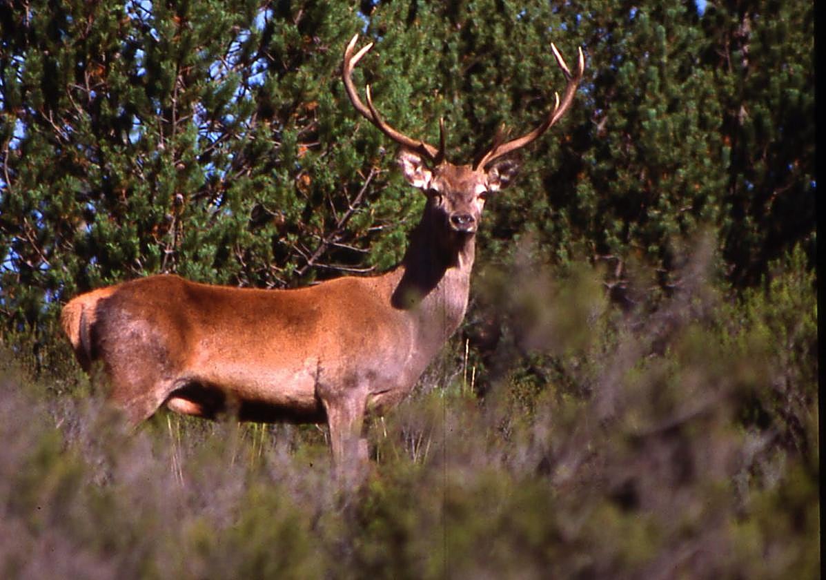 Un ciervo en el bosque camerano.