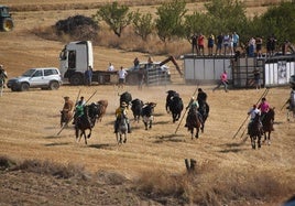Momento en el que las cinco vacas y seis bueyes salen del corral vallado en el monte de Valverde guiados por varios jinetes.