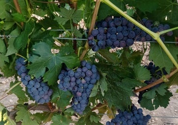 Rioja prevé una de las cosechas más cortas y con una histórica rebaja de rendimientos