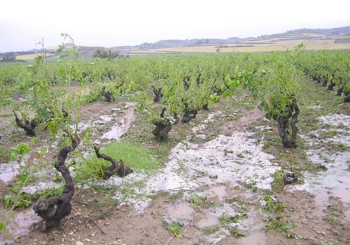 Viñedo azotado por el pedrisco, otro de los protagonistas de la campaña.