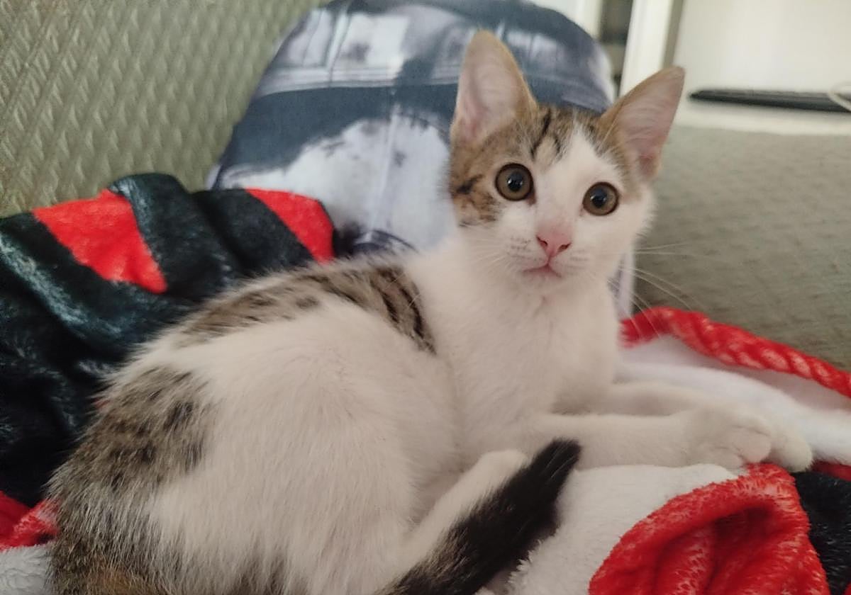 Mushi, un gatito muy extrovertido