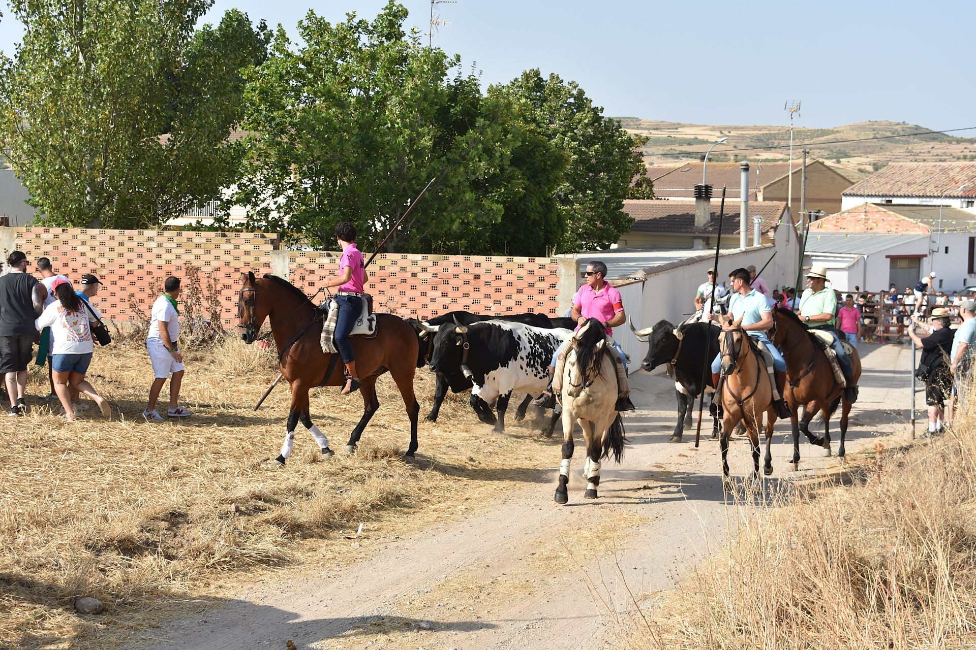 La saca de vacas de Valverde