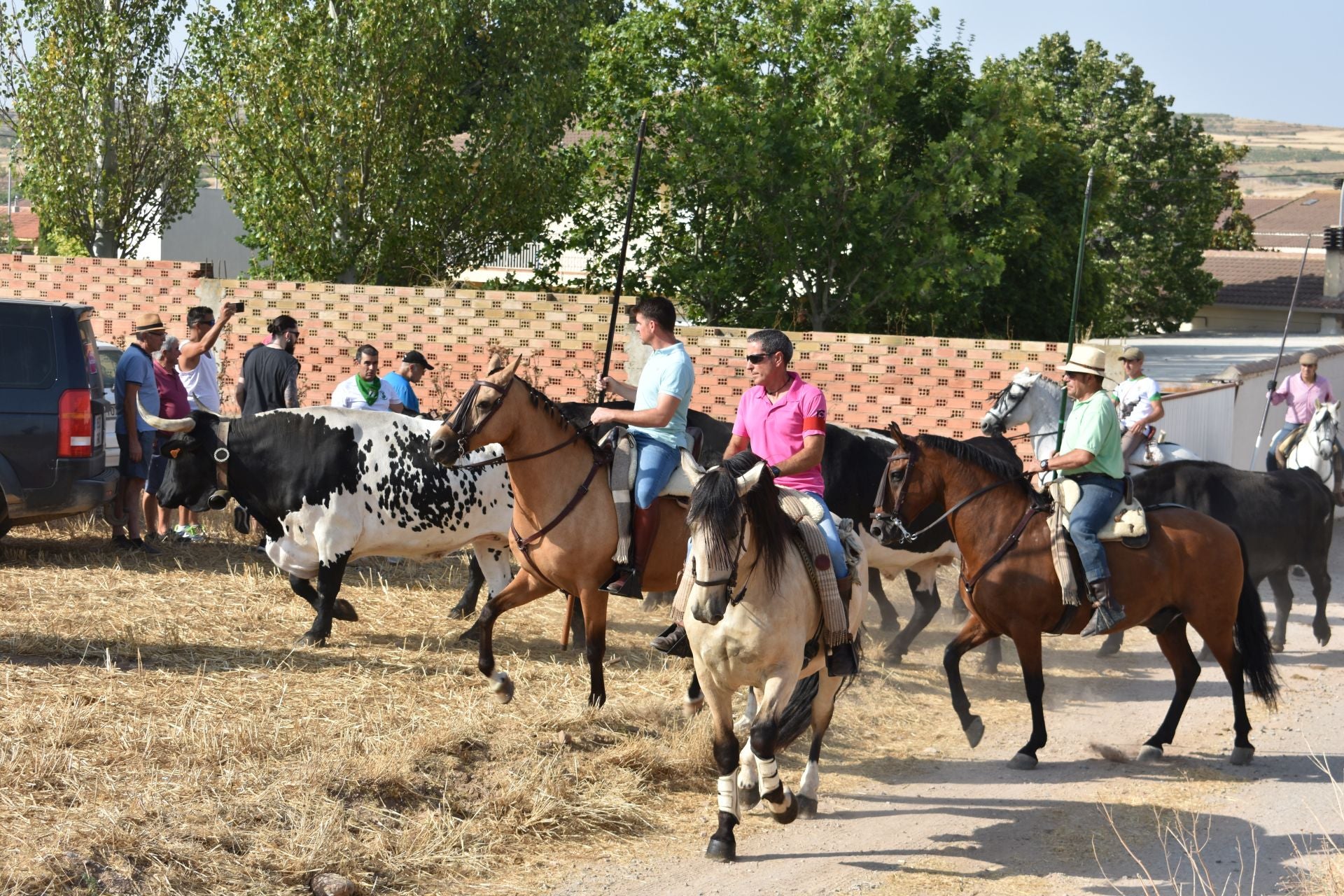 La saca de vacas de Valverde