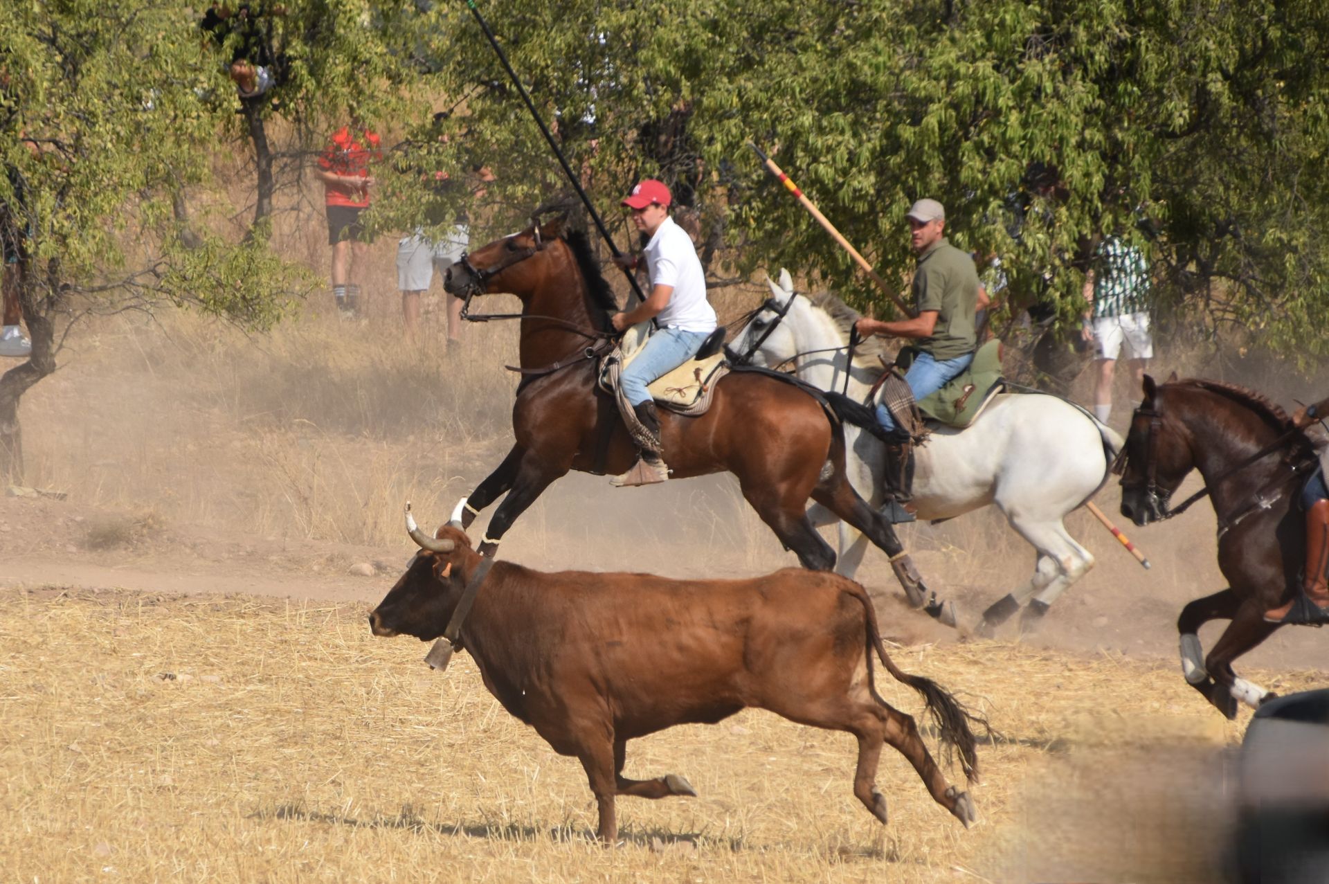 La saca de vacas de Valverde