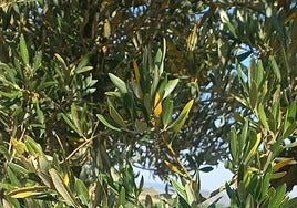 Hojas afectadas por el hongo del repilo.