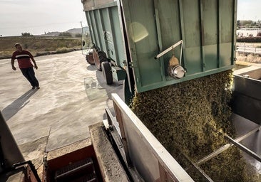 Ilurce abre la vendimia 2025 en Alfaro