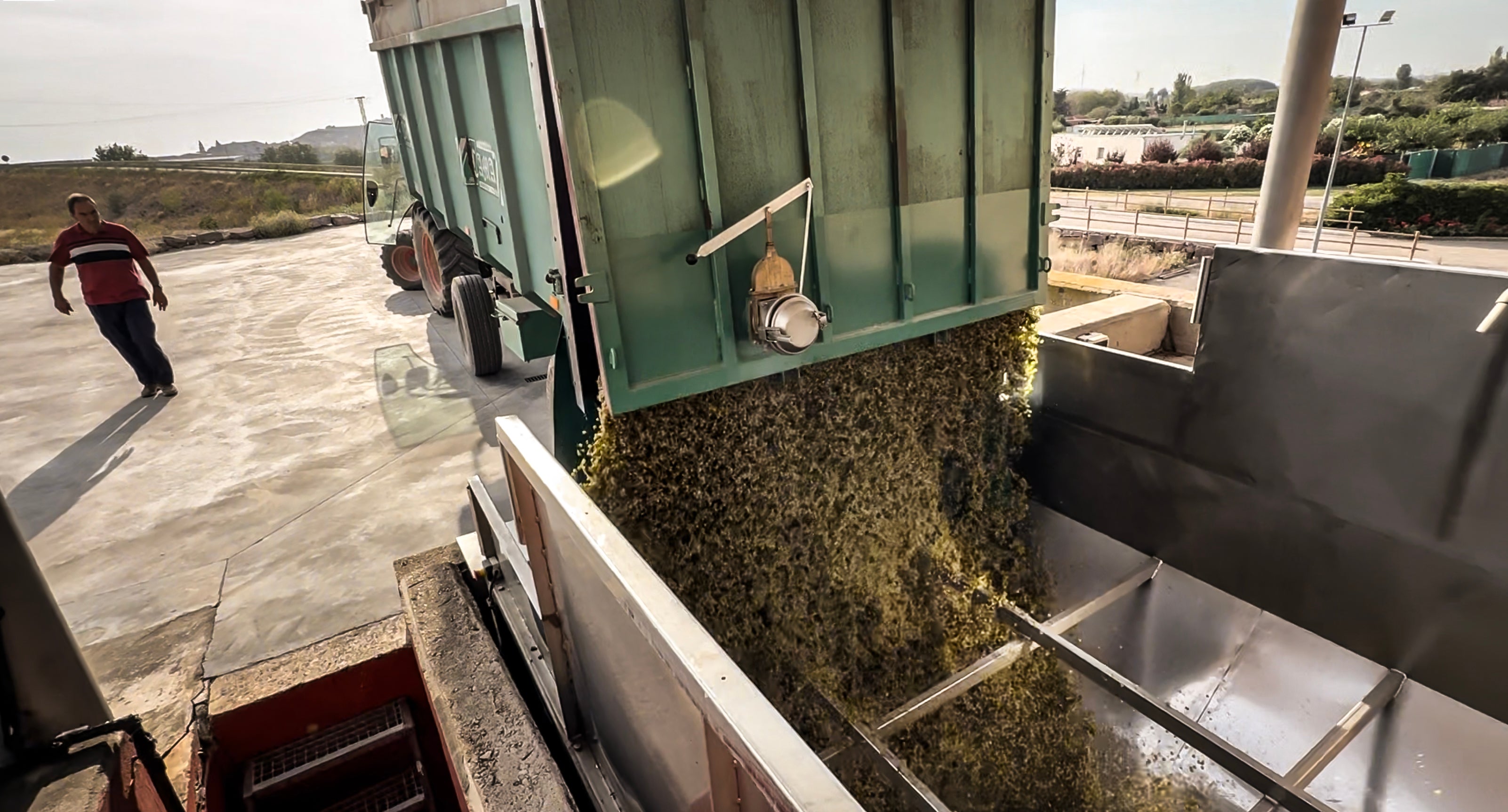 Descarga de los primeros tempranillos blancos en las tolvas de Bodegas y Viñedos Ilurce.