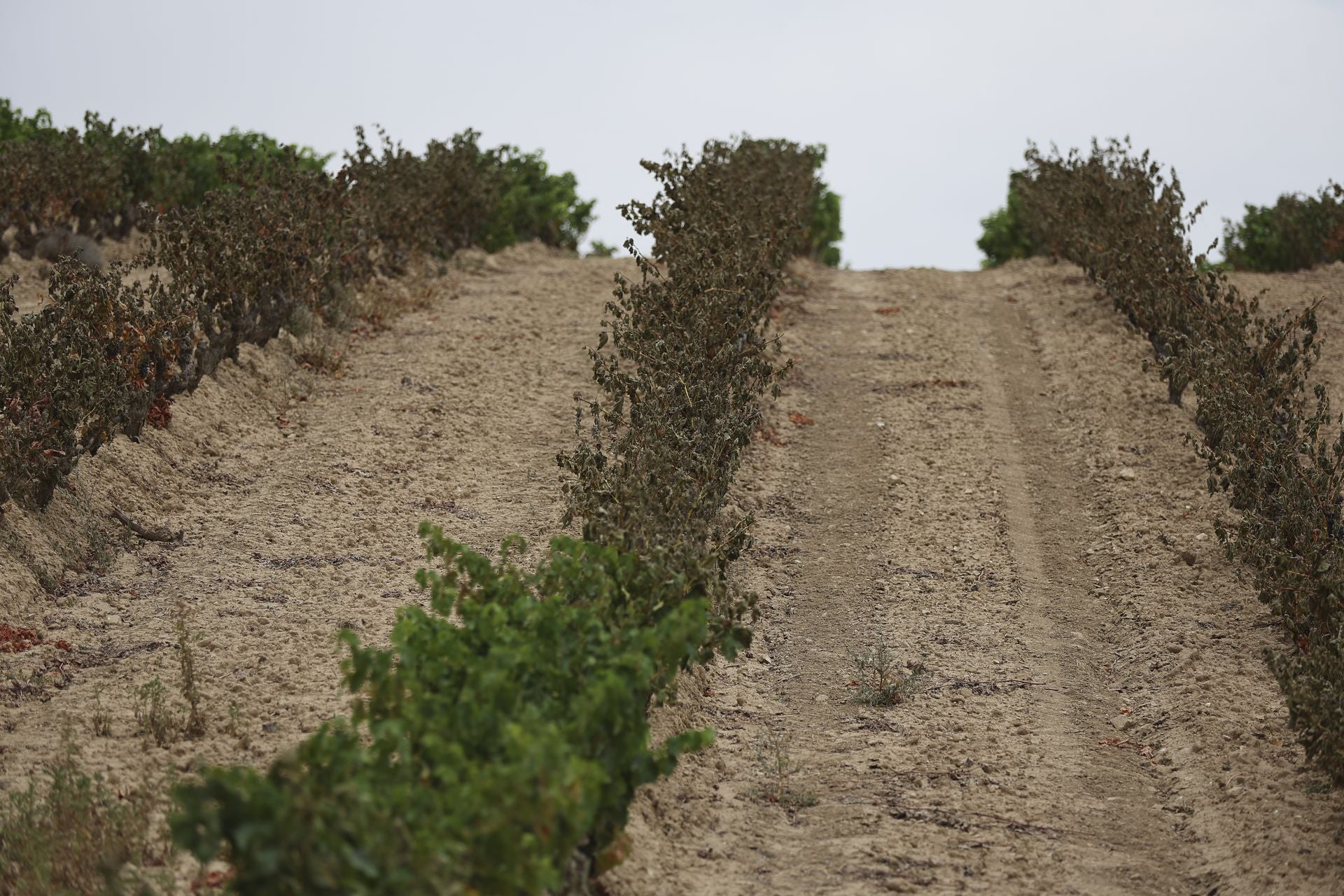 El día después del incendio en Fonzaleche y Gimileo