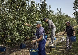 Imagen de la recogida de peras durante la campaña 2024.