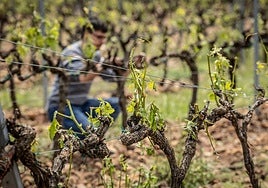 Daños en un viñedo de El Villar, tras la tormenta de mayo