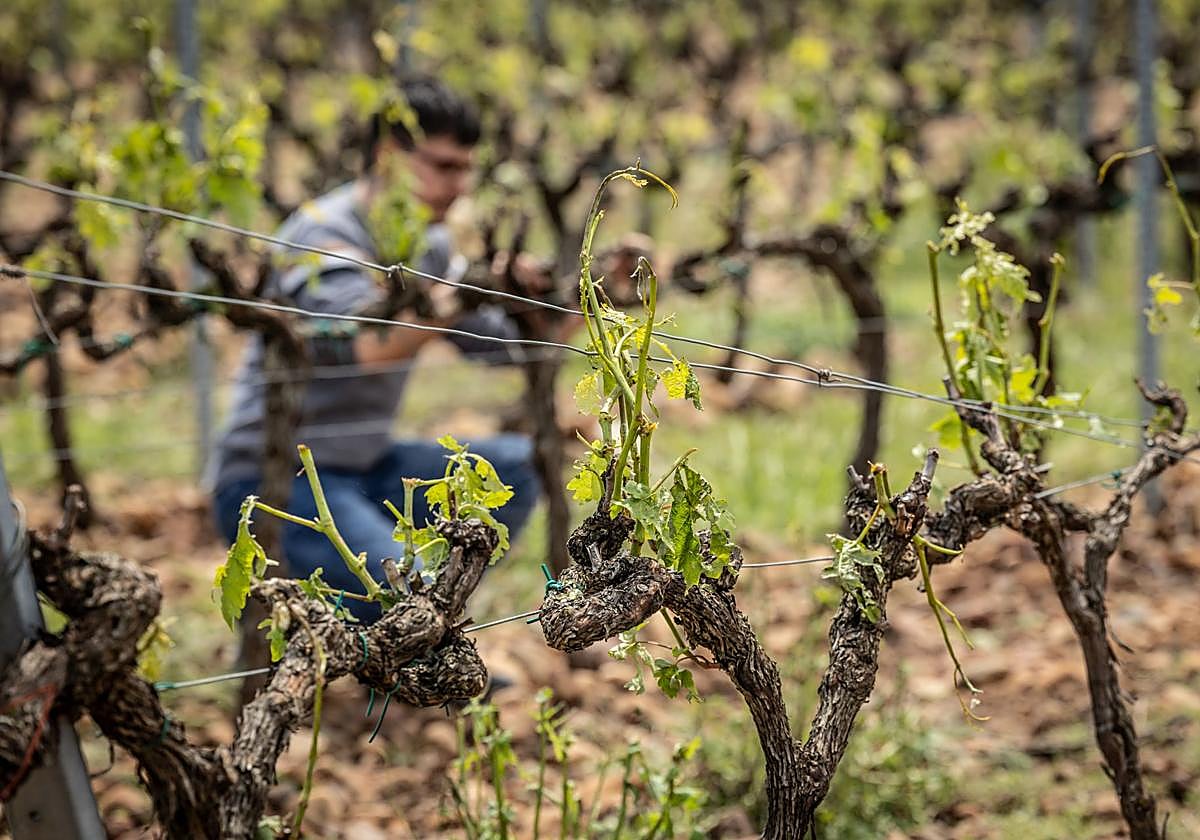 Daños en un viñedo de El Villar, tras la tormenta de mayo