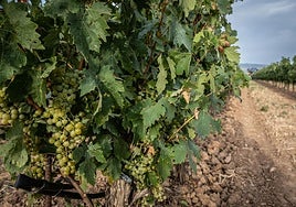 Uvas blancas en una viña riojabajeña.